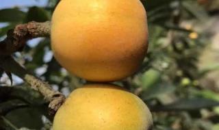 哪里产枇杷最好 枇杷原产于日本