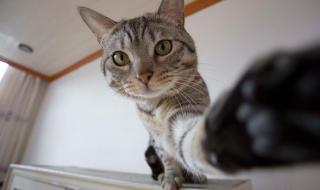 男人想透你了会对你有这五个表现 你摸摸看它有多想你