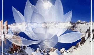 雪莲果的花是什么样的有图片吗 雪莲花图片