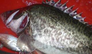 乌苏里江航运能力 乌苏里江鱼