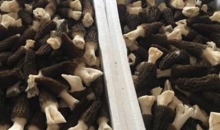 红蘑菇种植技术哪里学 食用菌种植技术培训